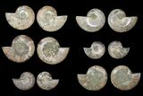 Lot: - Cut/Polished Ammonite Fossils - Pairs #133682-2